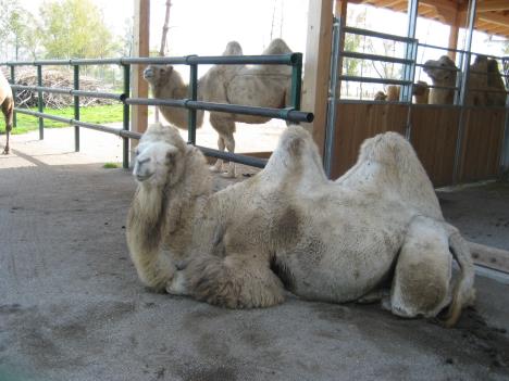 Kinderzoo 011.jpg   28kb   26.03.2021 22:41:29